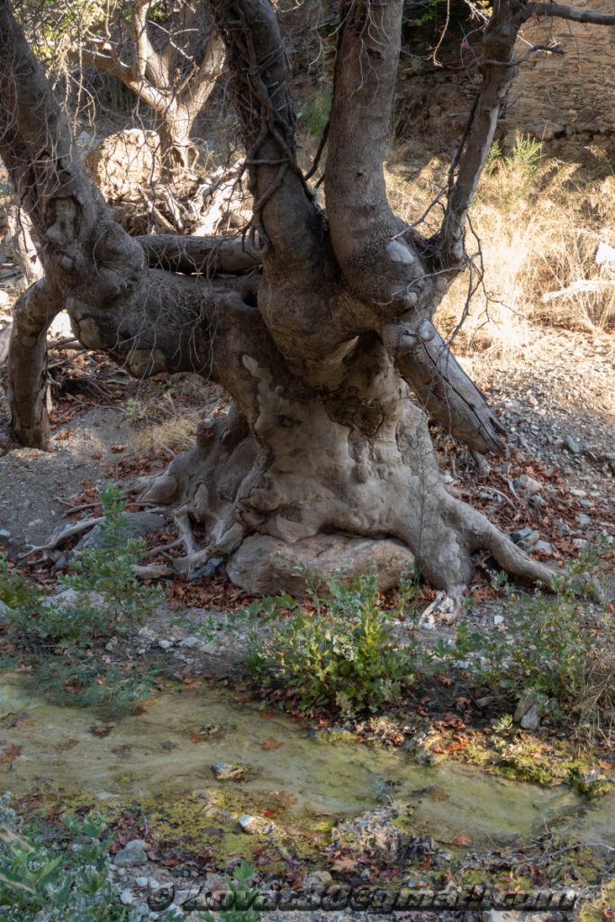 Potistika gulch - N 39.264199, E 23.281566