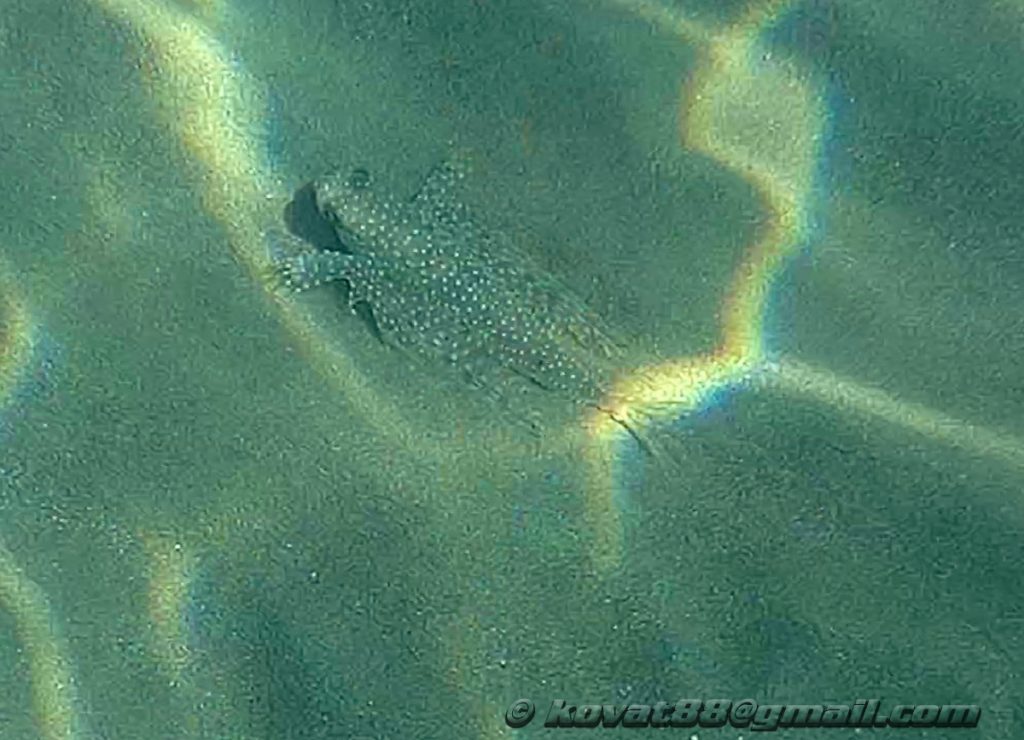 Potistika Beach - N 39.262696, E 23.293864